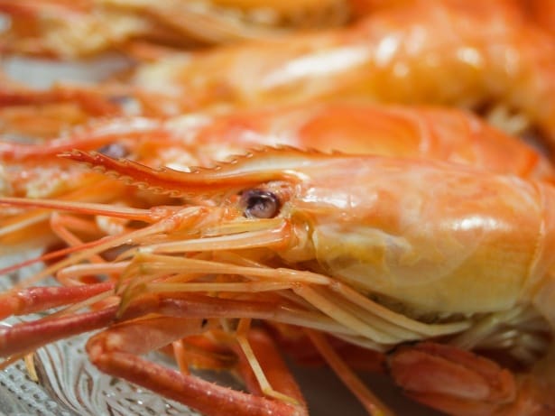 Cooked shrimp ready to serve — Socota Fisheries