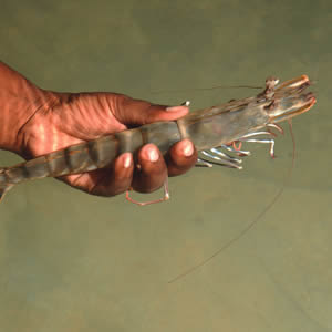 Crevettes Penaeus monodon entières crues — Madagascar