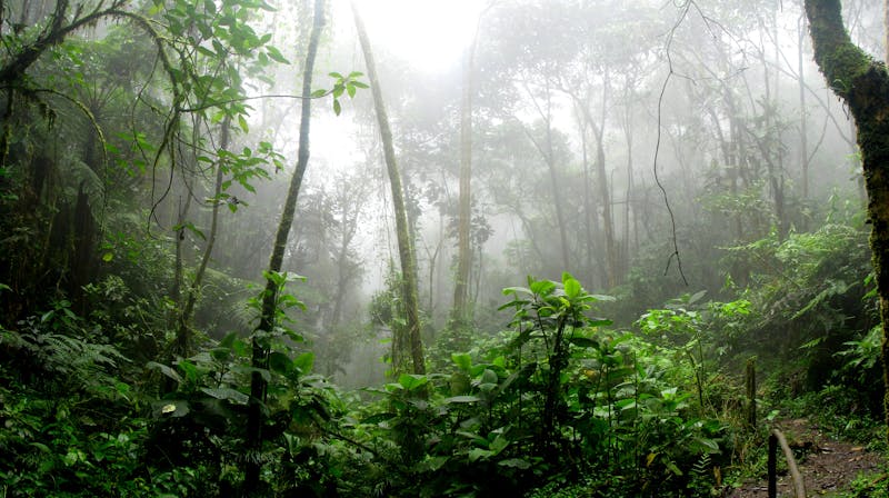 Forêt tropicale et rivière de Madagascar